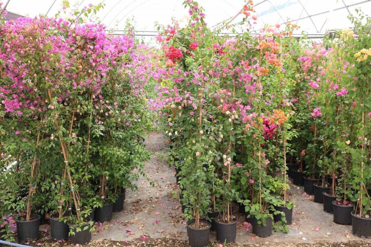 Büyükşehir destekliyor, Muğla’nın kadınları çiçek üretiyor