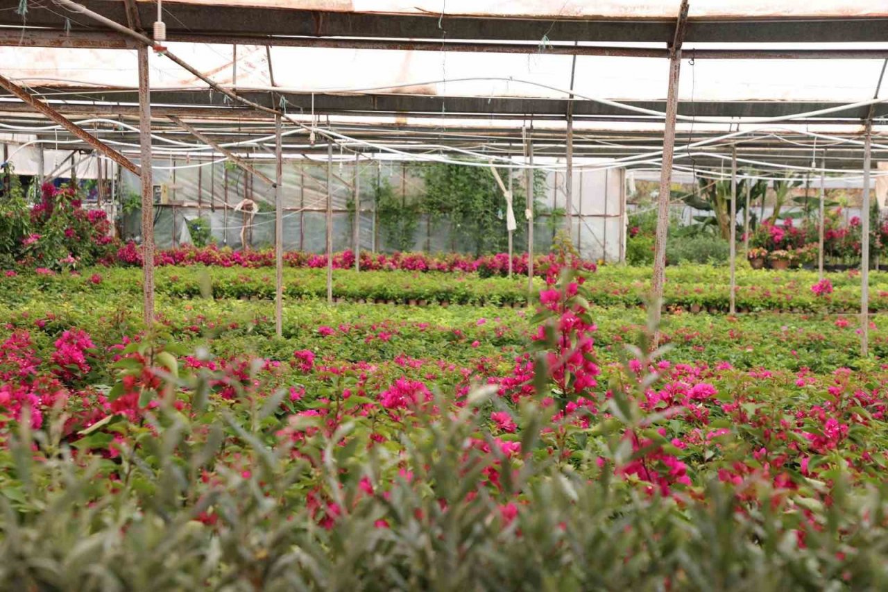Büyükşehir destekliyor, Muğla’nın kadınları çiçek üretiyor