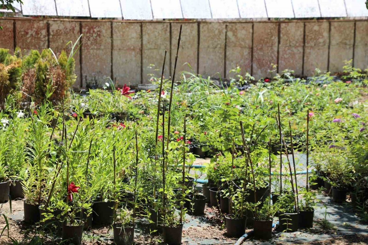 Büyükşehir destekliyor, Muğla’nın kadınları çiçek üretiyor