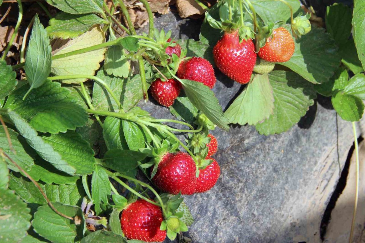 Meslek Liselilerden tarımsal üretime destek
