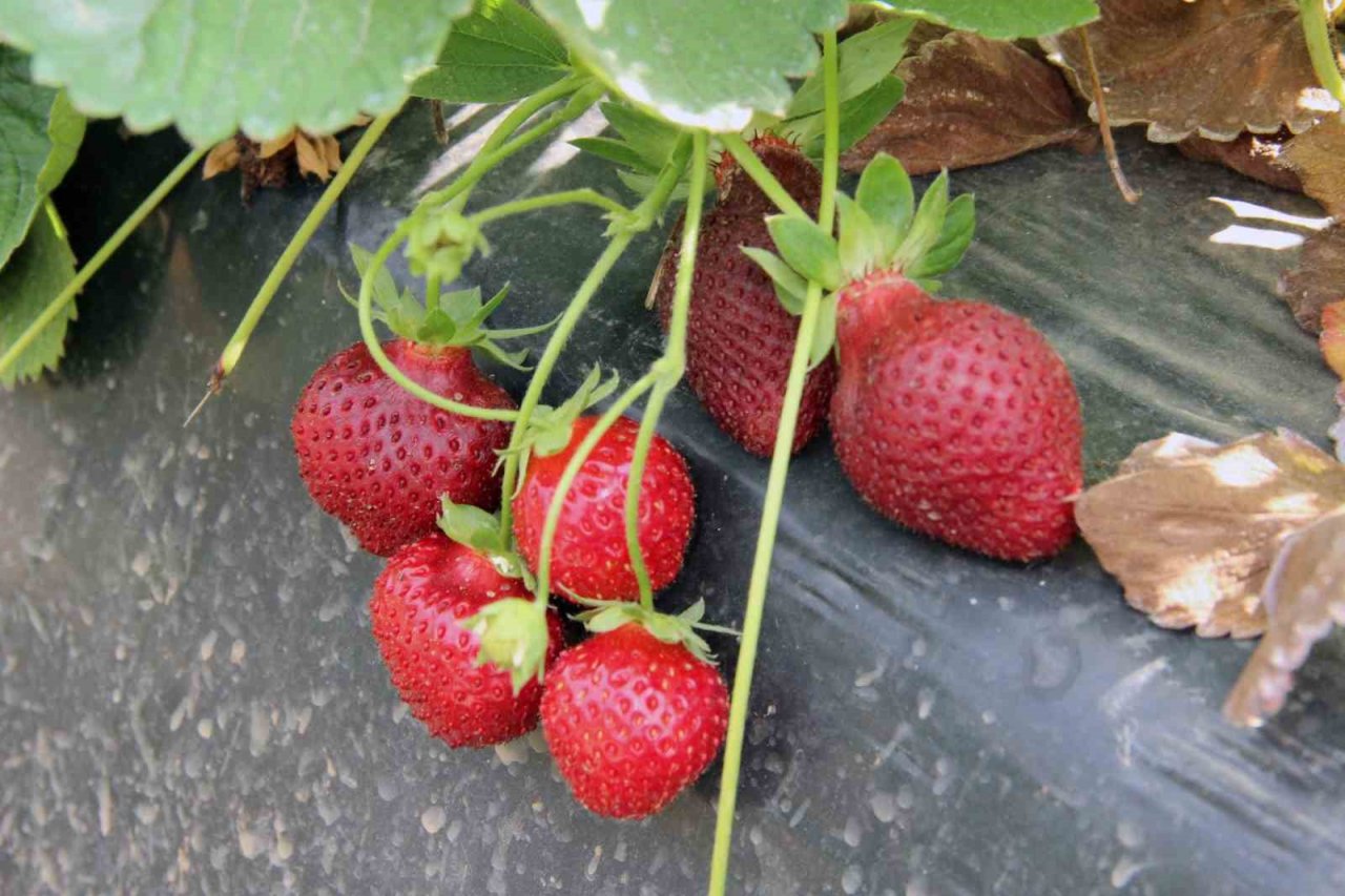 Meslek Liselilerden tarımsal üretime destek