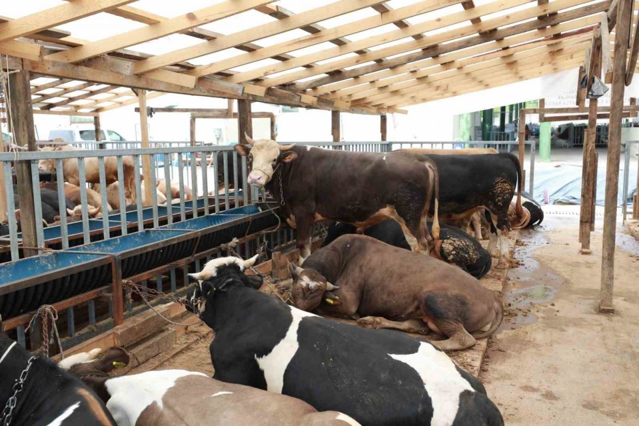 Kurbanlık hayvanlar kontrolden geçiyor