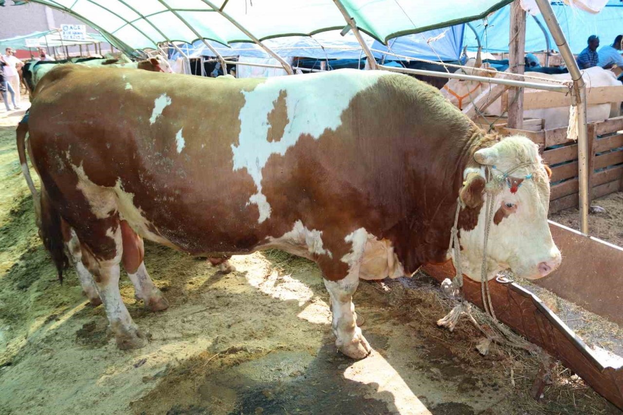 1 ton 650 kilogramlık "Vartolu" isimli dana araba fiyatına satıldı