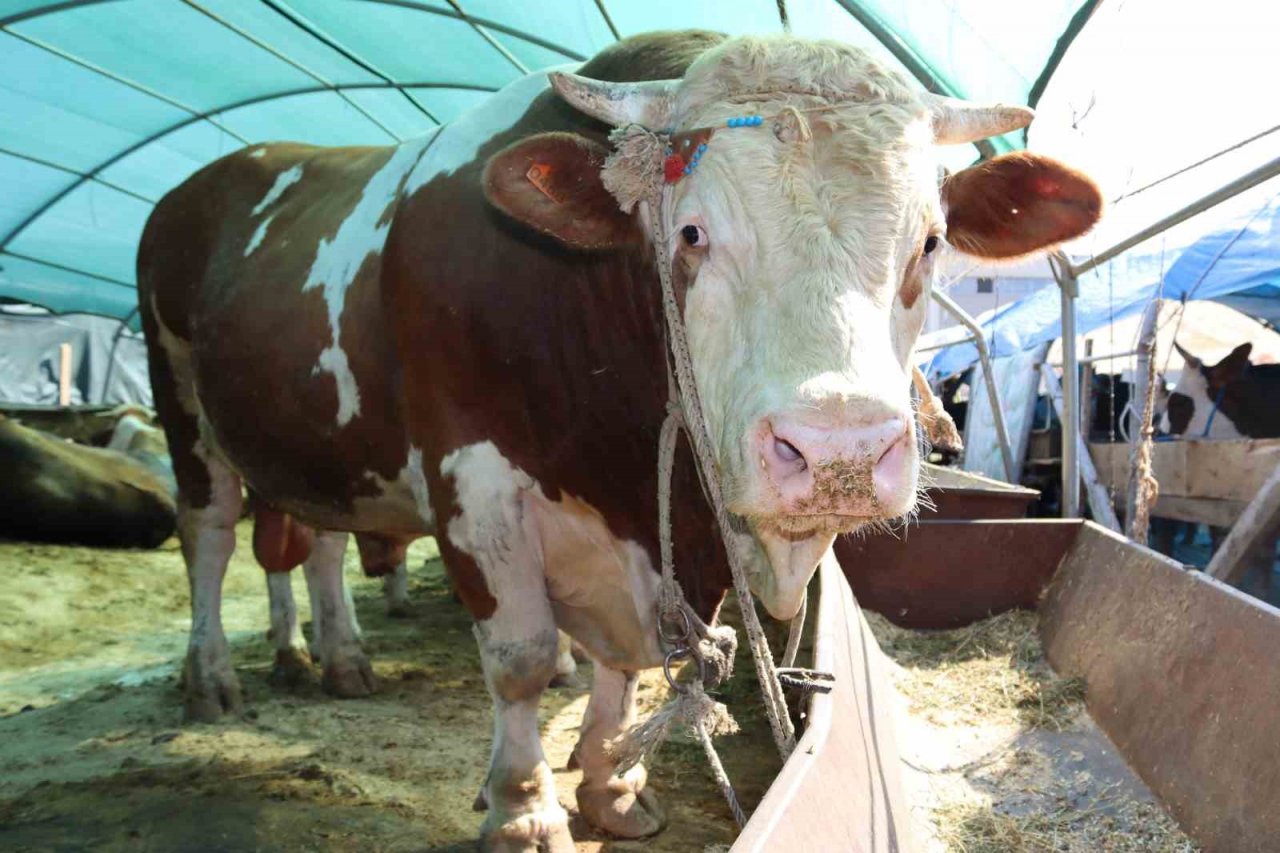 1 ton 650 kilogramlık "Vartolu" isimli dana araba fiyatına satıldı