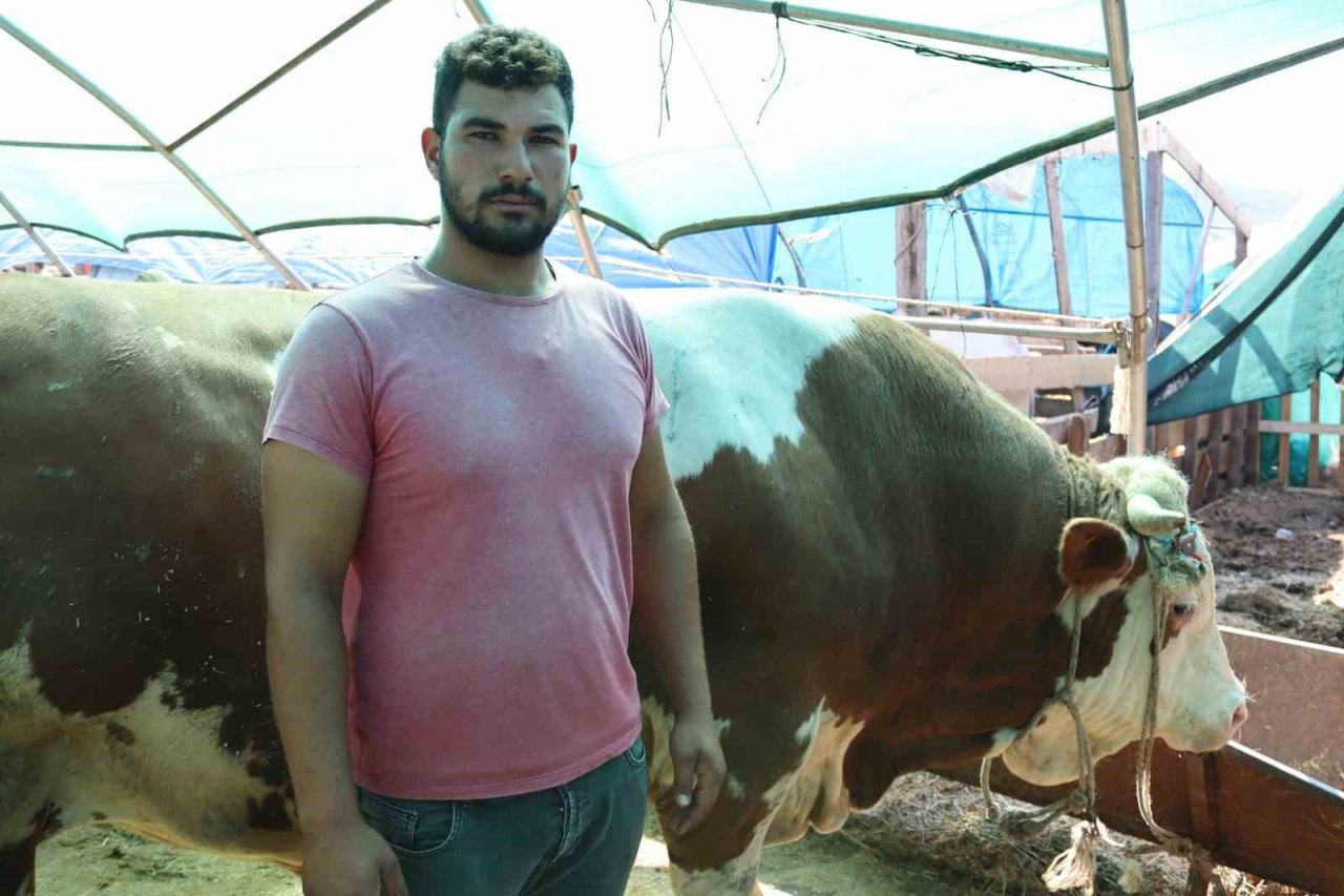 1 ton 650 kilogramlık "Vartolu" isimli dana araba fiyatına satıldı