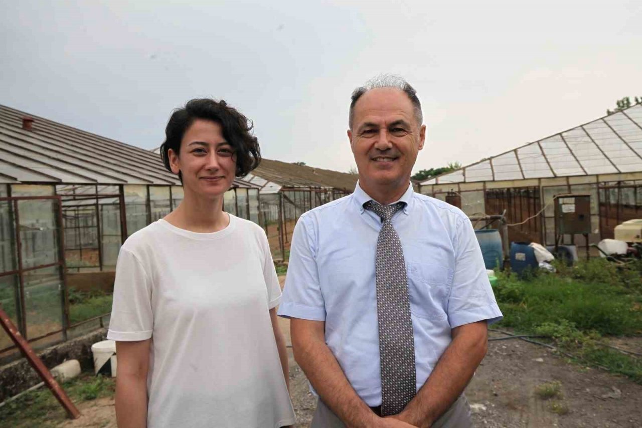 Kuraklığa dayanıklı nohut türü bulundu, Avusturalya, ABD, Kanada ve Avrupa türü incelemek için talepte bulundu