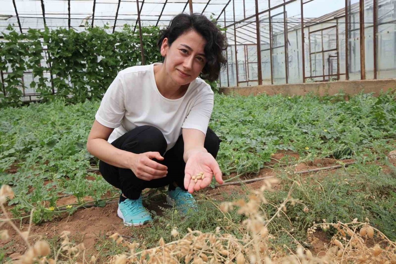 Kuraklığa dayanıklı nohut türü bulundu, Avusturalya, ABD, Kanada ve Avrupa türü incelemek için talepte bulundu