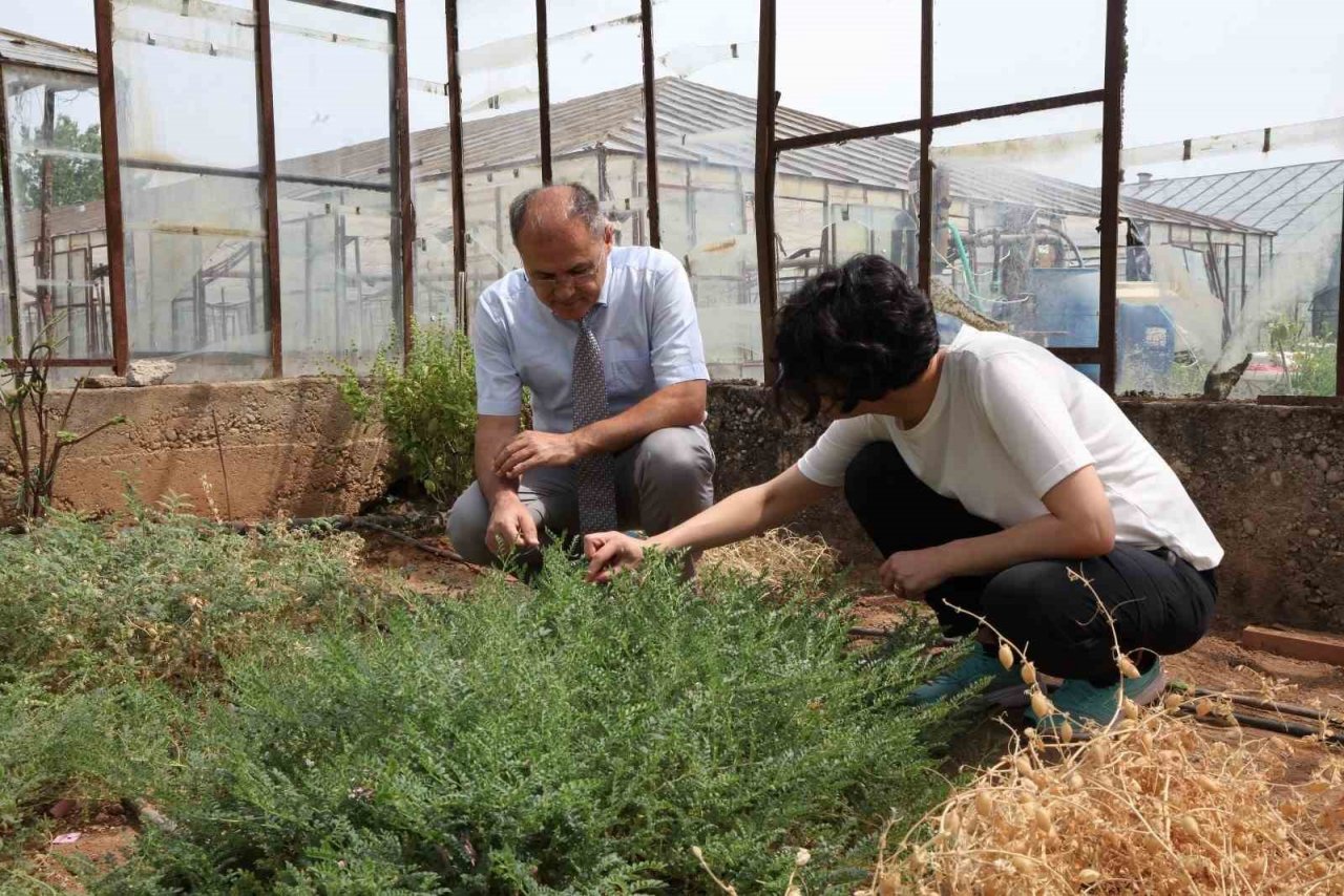 Kuraklığa dayanıklı nohut türü bulundu, Avusturalya, ABD, Kanada ve Avrupa türü incelemek için talepte bulundu