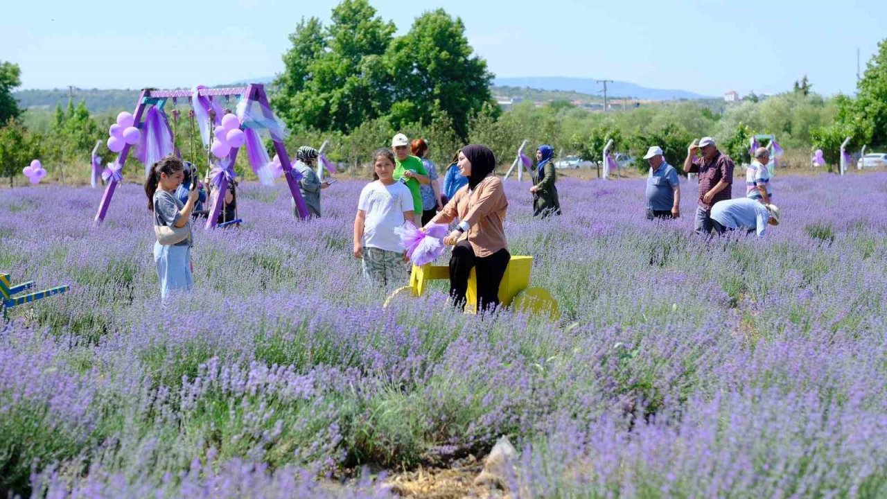 Altıeylül lavanta günleri başladı