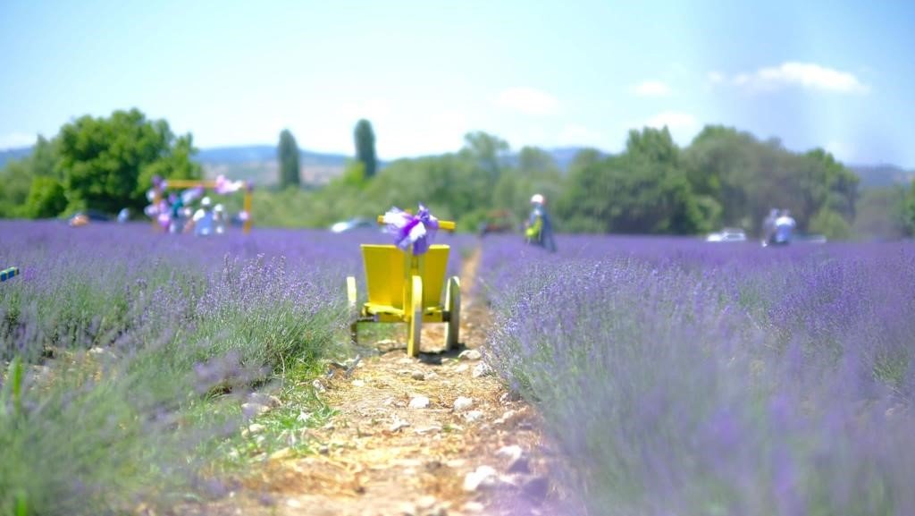 Altıeylül lavanta günleri başladı