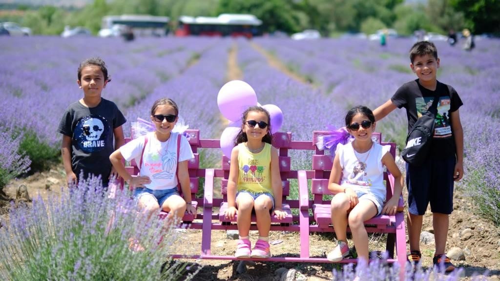 Altıeylül lavanta günleri başladı