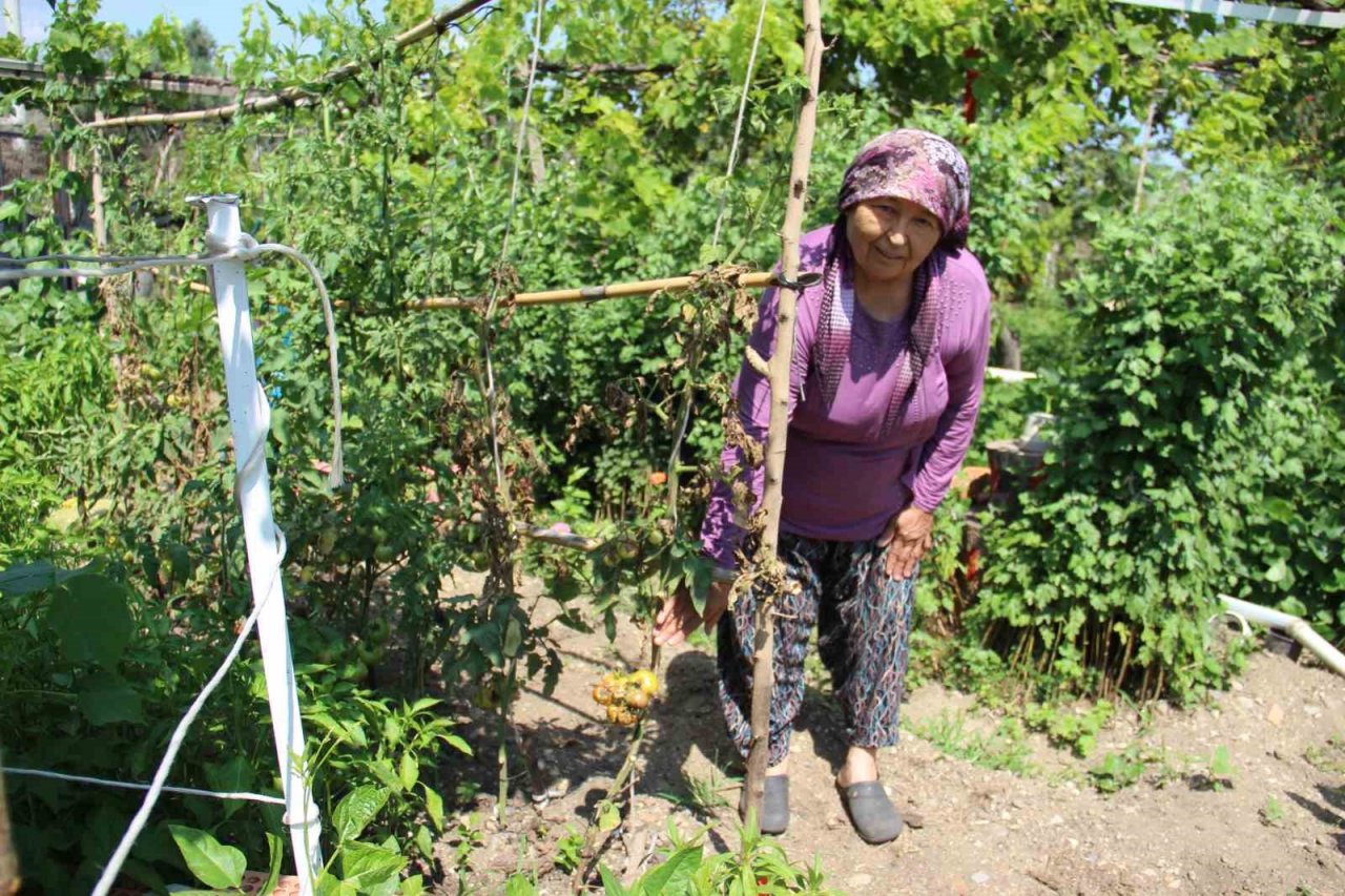 Aydın’da yağışlı havalar domatesi vurdu