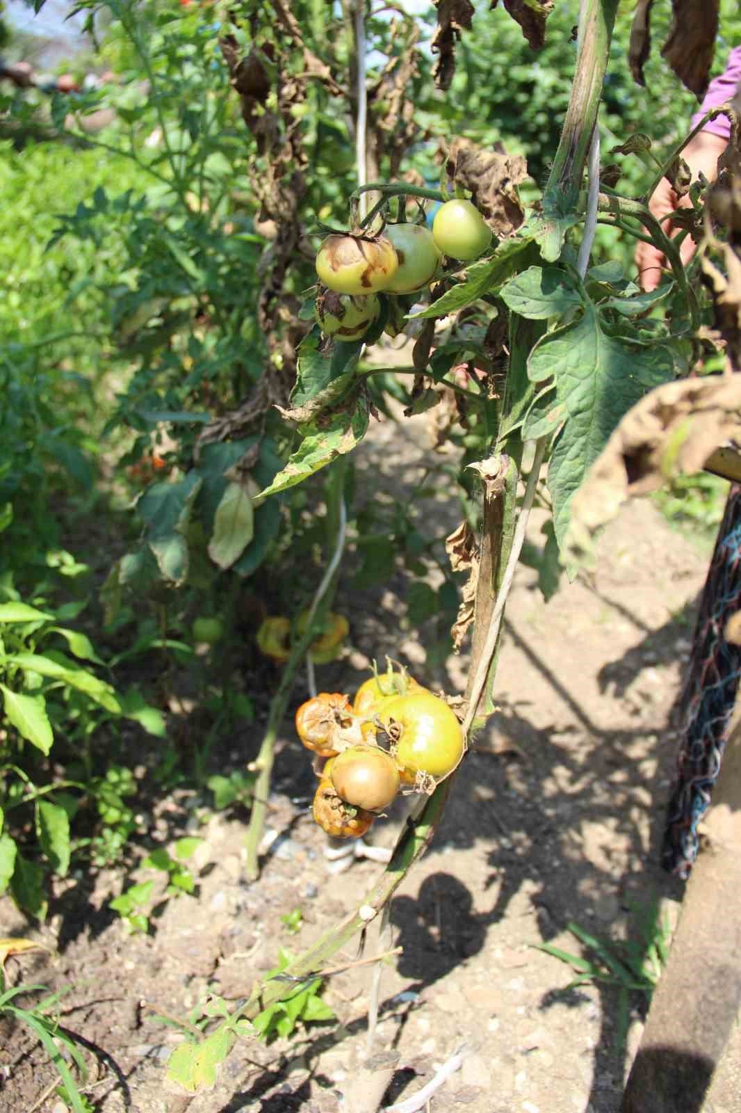 Aydın’da yağışlı havalar domatesi vurdu