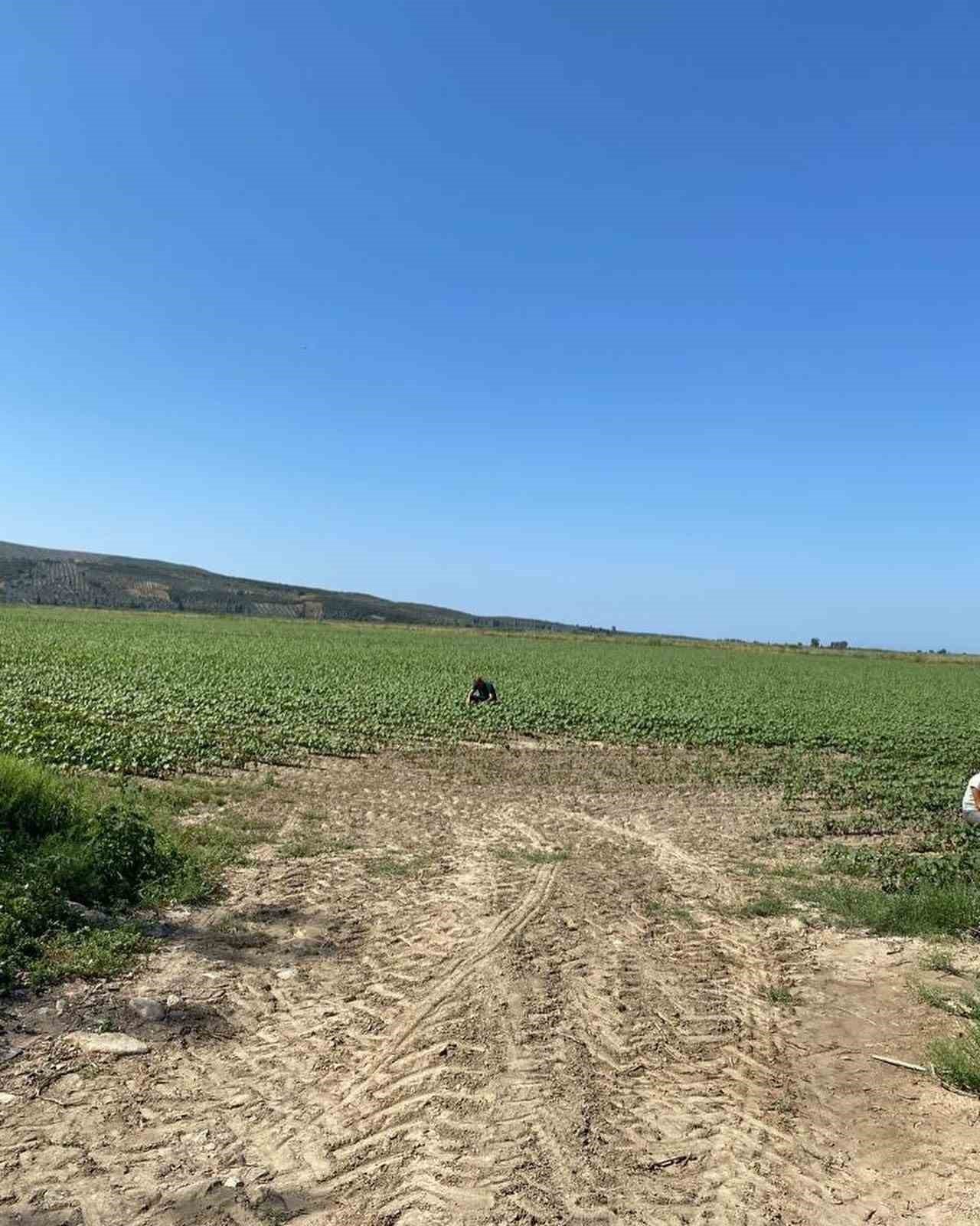 Didim’de pamuklar kontrol altında