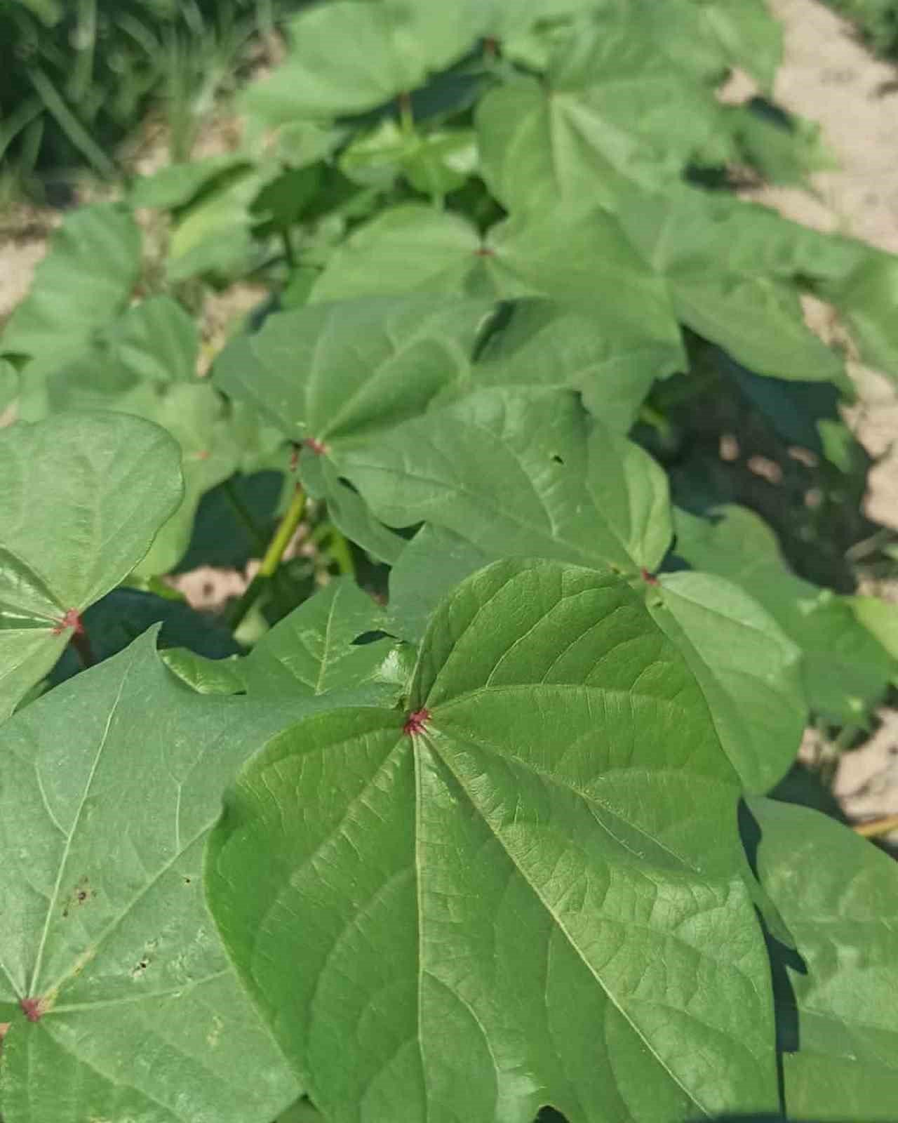 Didim’de pamuklar kontrol altında