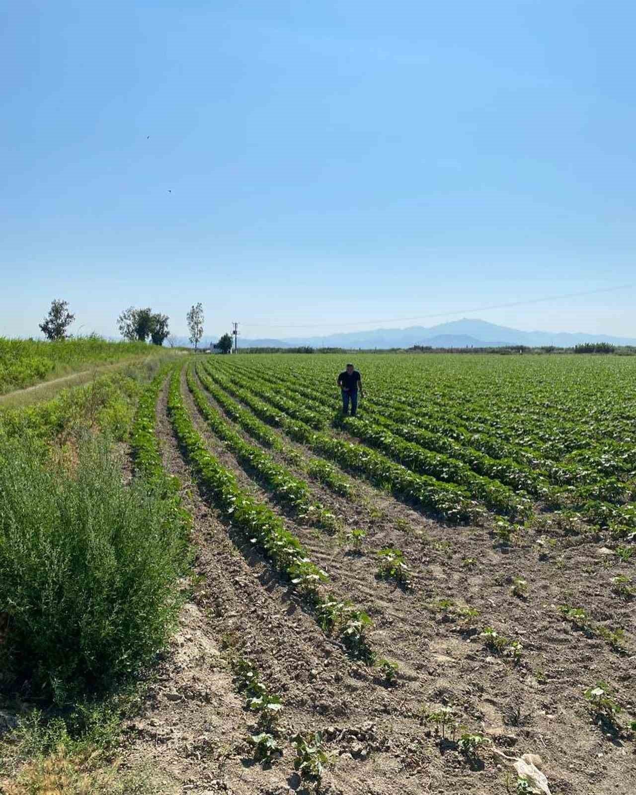 Didim’de pamuklar kontrol altında