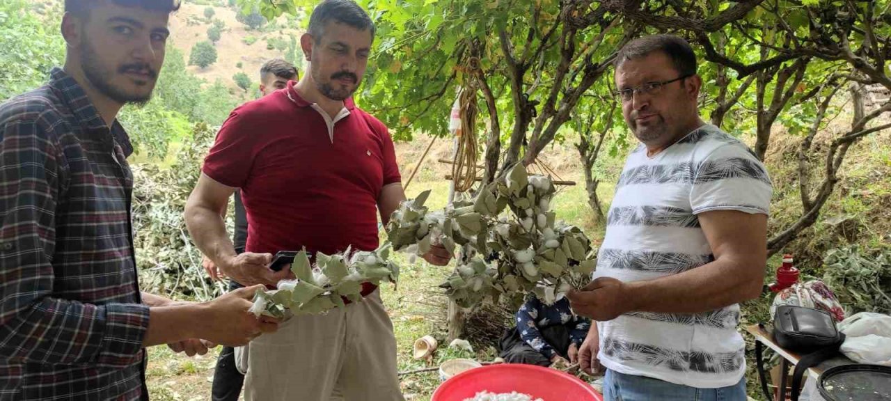 Batman’da ekonomik kazancı yüksek olan kozada hasat başladı