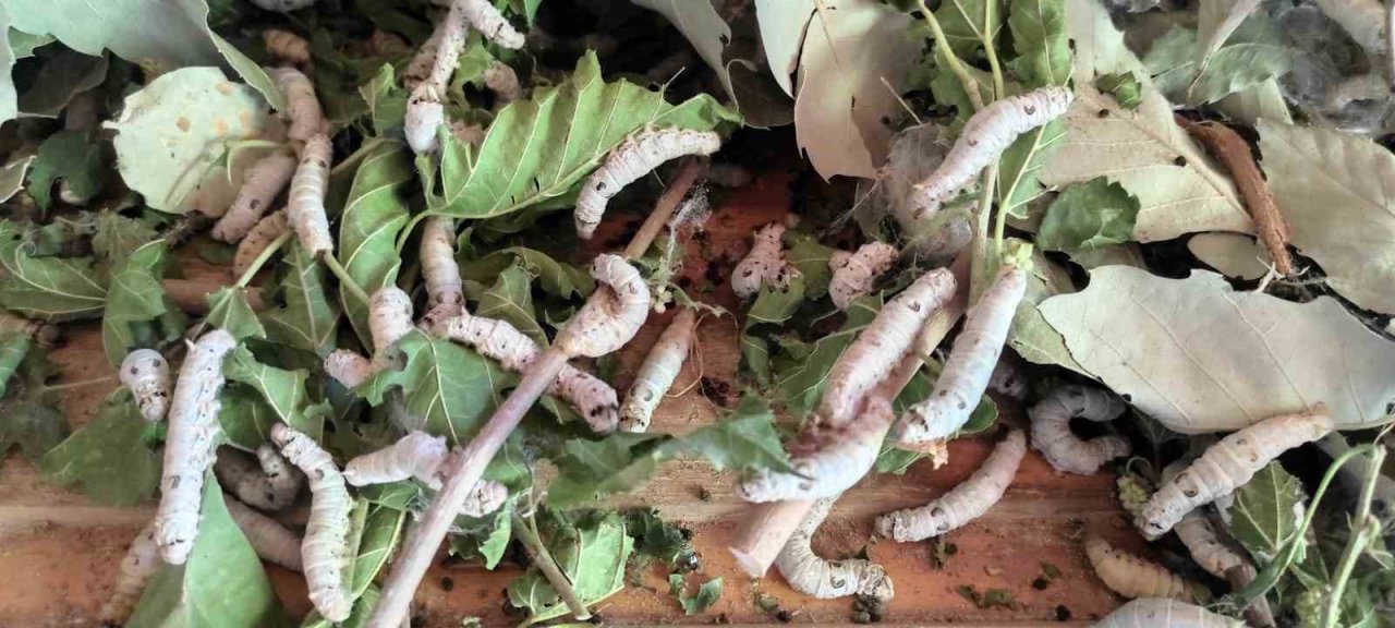 Batman’da ekonomik kazancı yüksek olan kozada hasat başladı