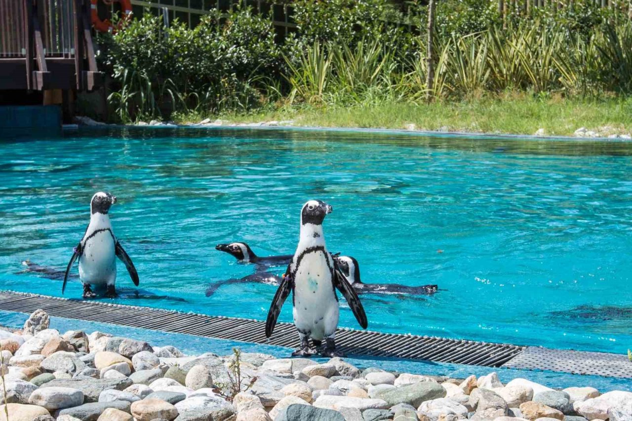 Çocukların bayramı Hayvanat Bahçesi’nde