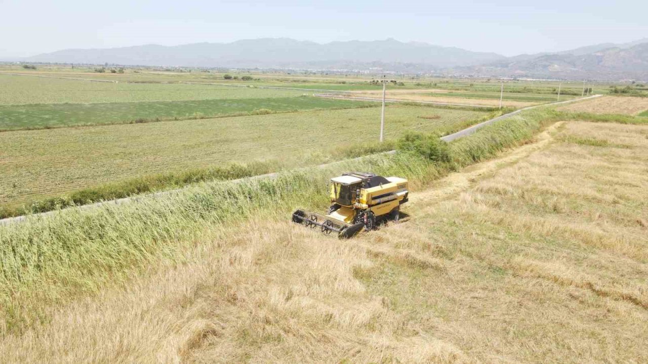 Efeler Belediyesi’nden buğday hasadı