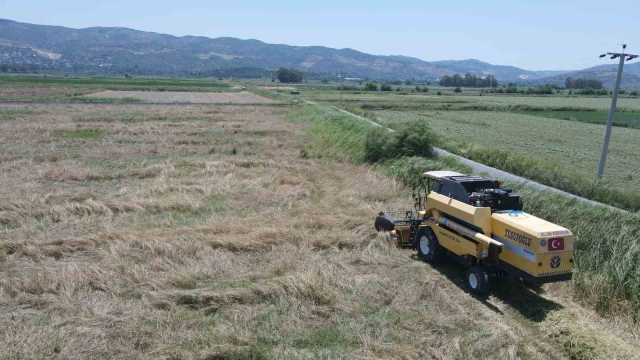 Efeler Belediyesi’nden buğday hasadı