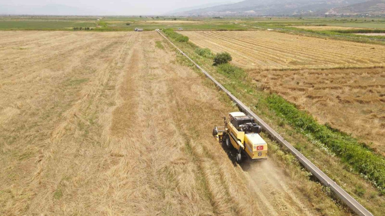 Efeler Belediyesi’nden buğday hasadı