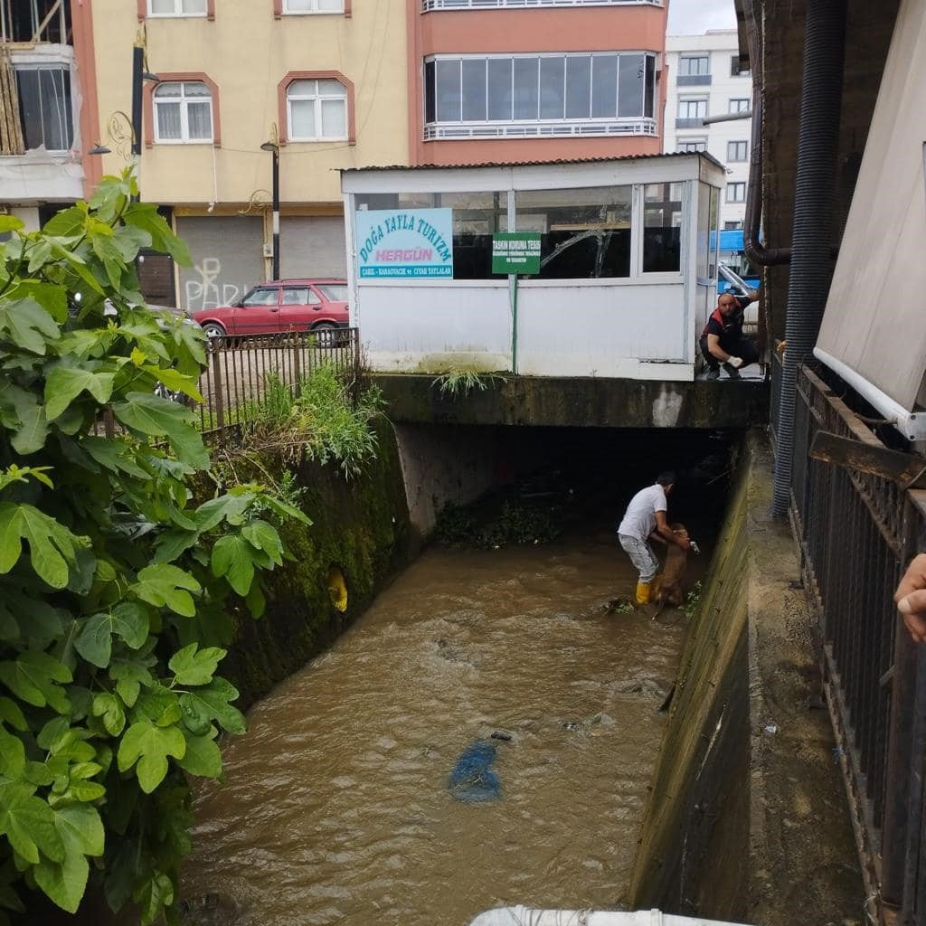 Dereye düşen köpeği itfaiye ekipleri kurtardı