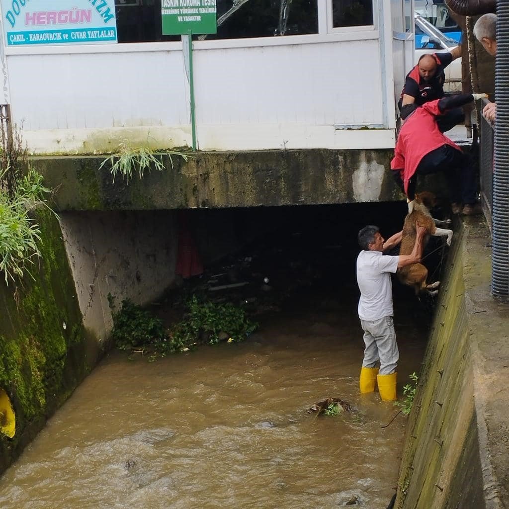 Dereye düşen köpeği itfaiye ekipleri kurtardı