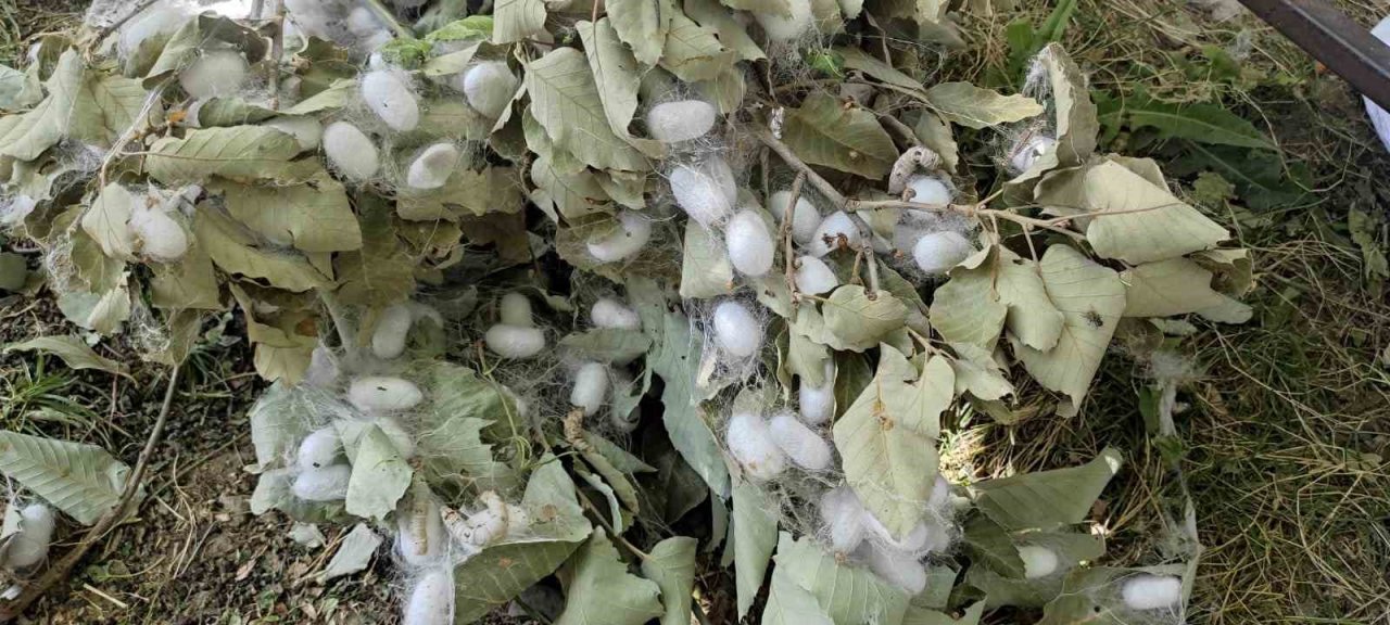 Batman’da ekonomik kazancı yüksek olan kozada hasat başladı