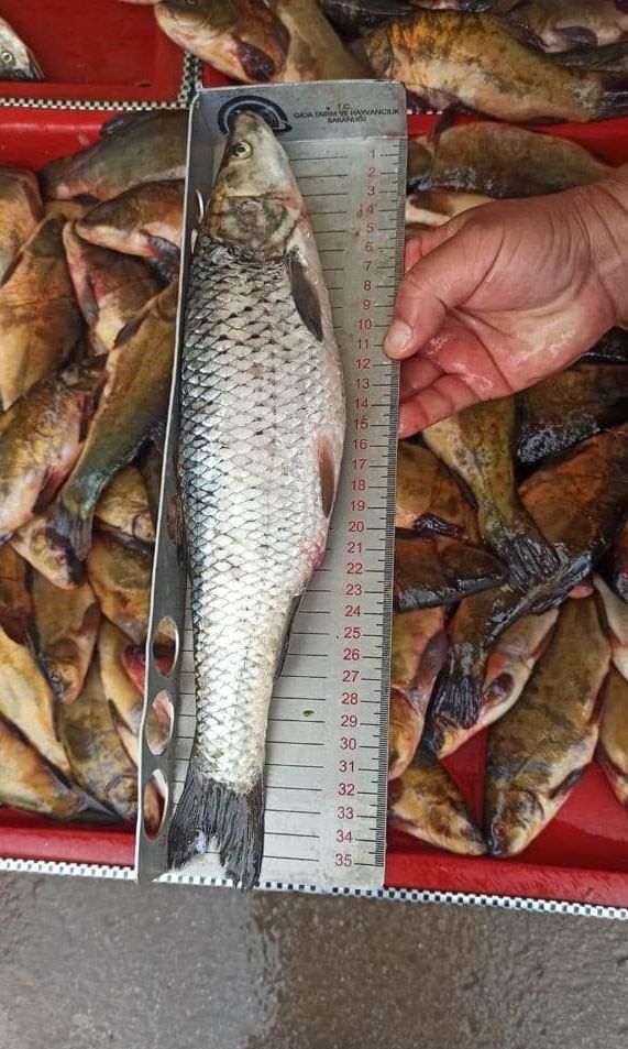 Beyşehir’de balık boy denetimleri