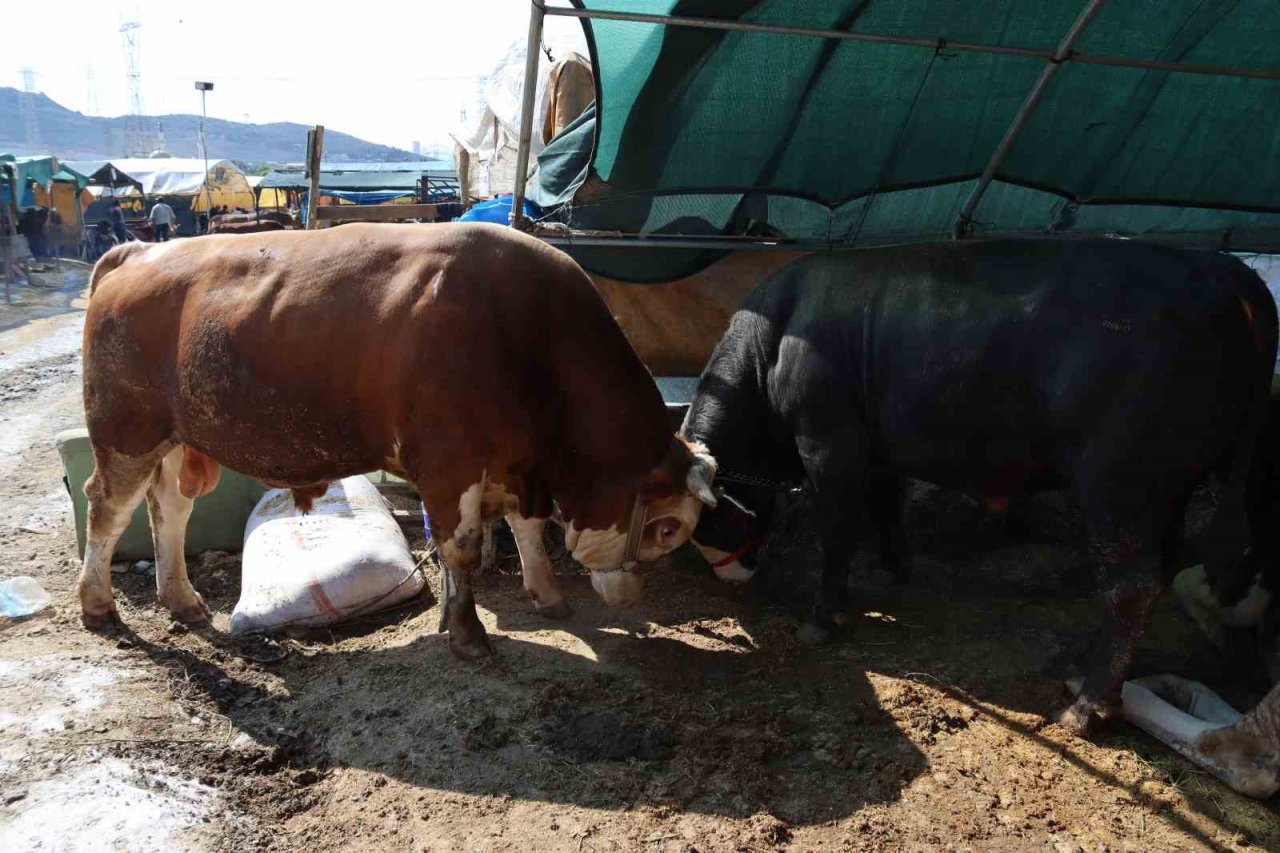 1 ton 650 kilogramlık "Vartolu" isimli dana araba fiyatına satıldı