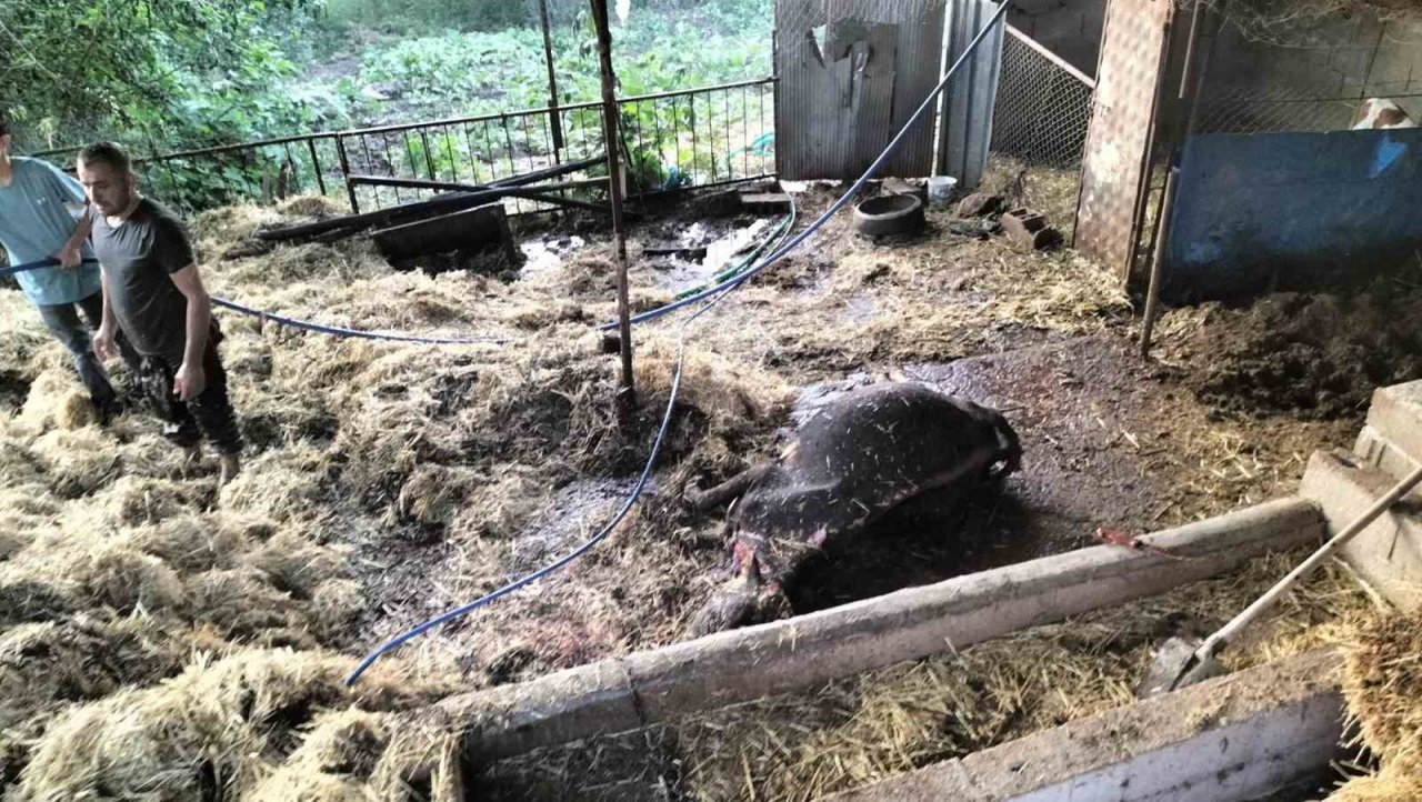 Ahır yangınında bir büyükbaş hayvan telef oldu