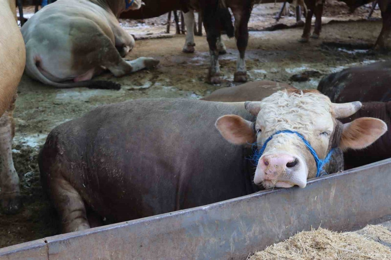 1 ton 650 kilogramlık "Vartolu" isimli dana araba fiyatına satıldı