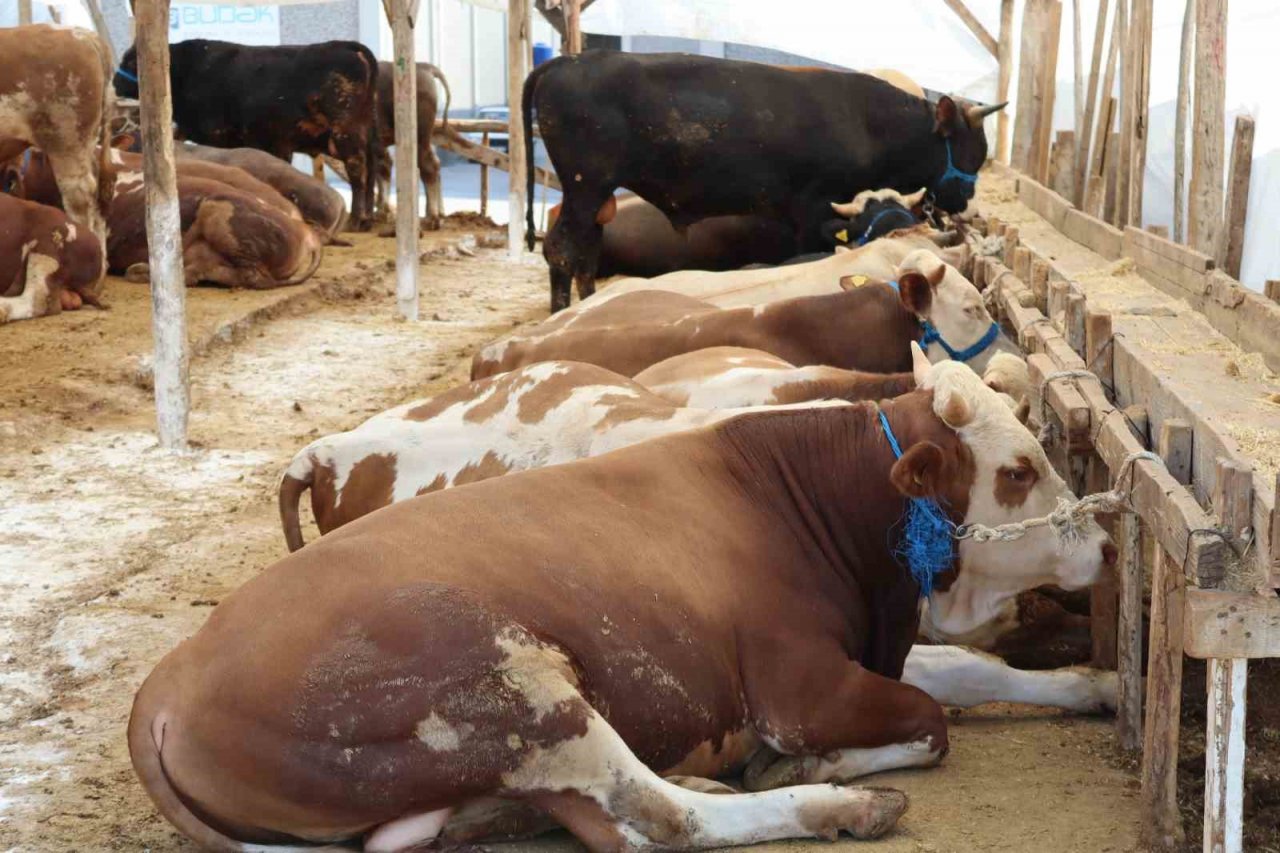 1 ton 650 kilogramlık "Vartolu" isimli dana araba fiyatına satıldı