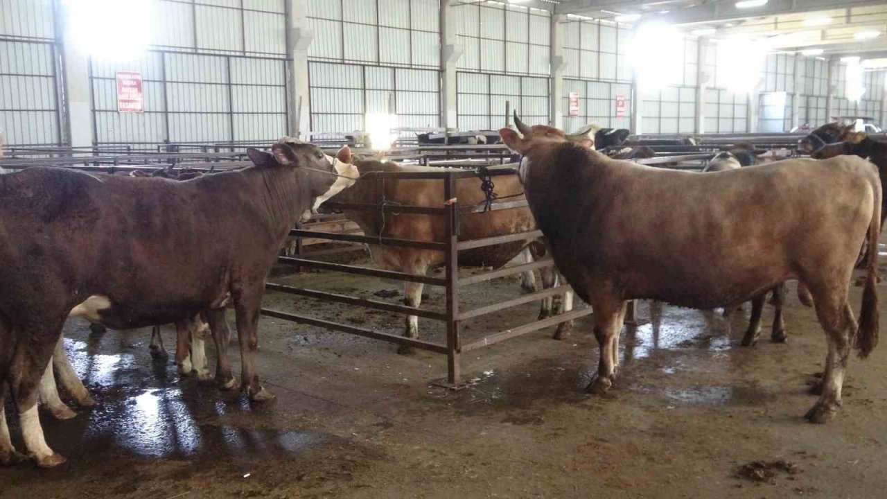 Besiciler kurbanlık satışlarından memnun