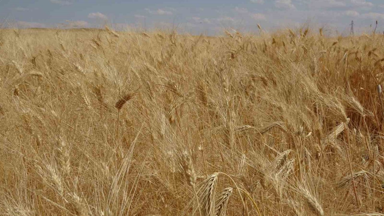 Siirtli çiftçinin 310 bin dekar buğday tarlasından beklentisi 160 bin ton üzeri
