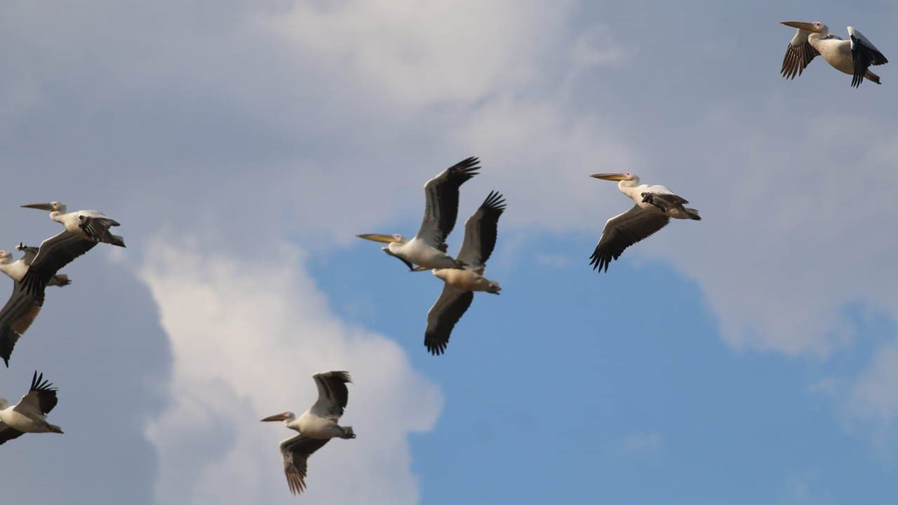 Kahramanmaraş’ta ak pelikanlar görsel şölen oluşturdu