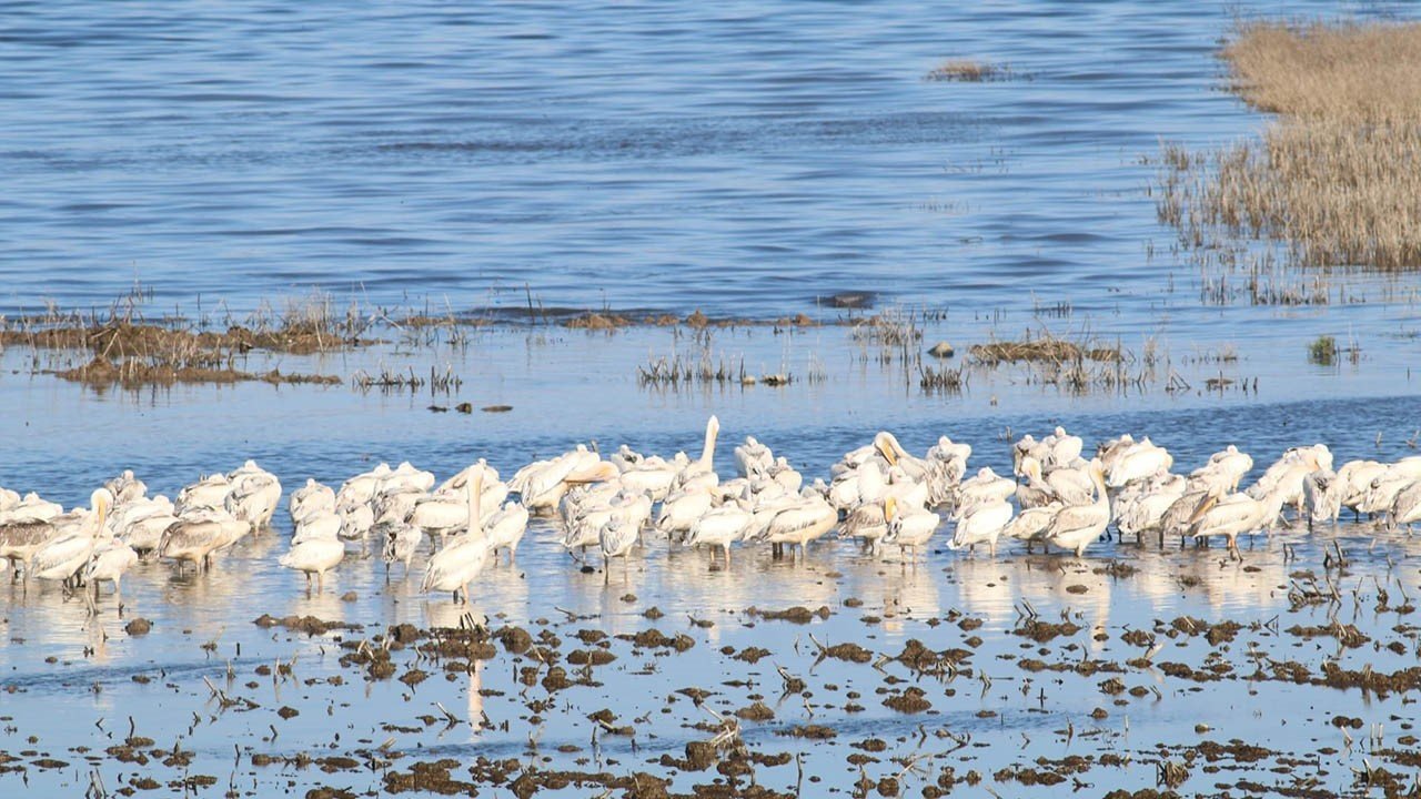 Kahramanmaraş’ta ak pelikanlar görsel şölen oluşturdu