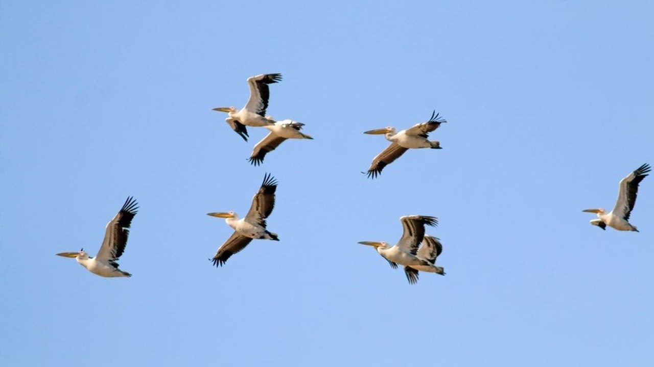 Kahramanmaraş’ta ak pelikanlar görsel şölen oluşturdu