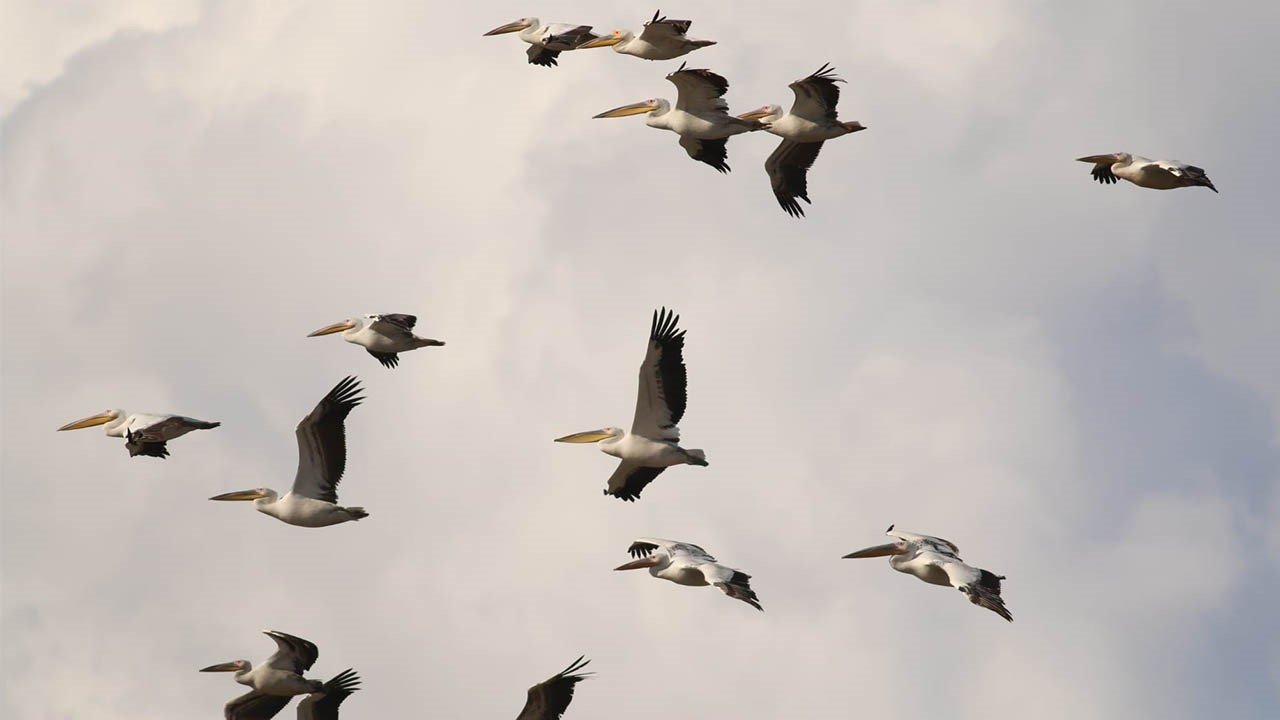 Kahramanmaraş’ta ak pelikanlar görsel şölen oluşturdu