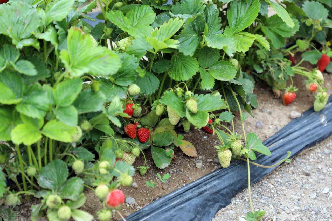 Talas’ta deneme bahçeleriyle yeni ürünlere teşvik