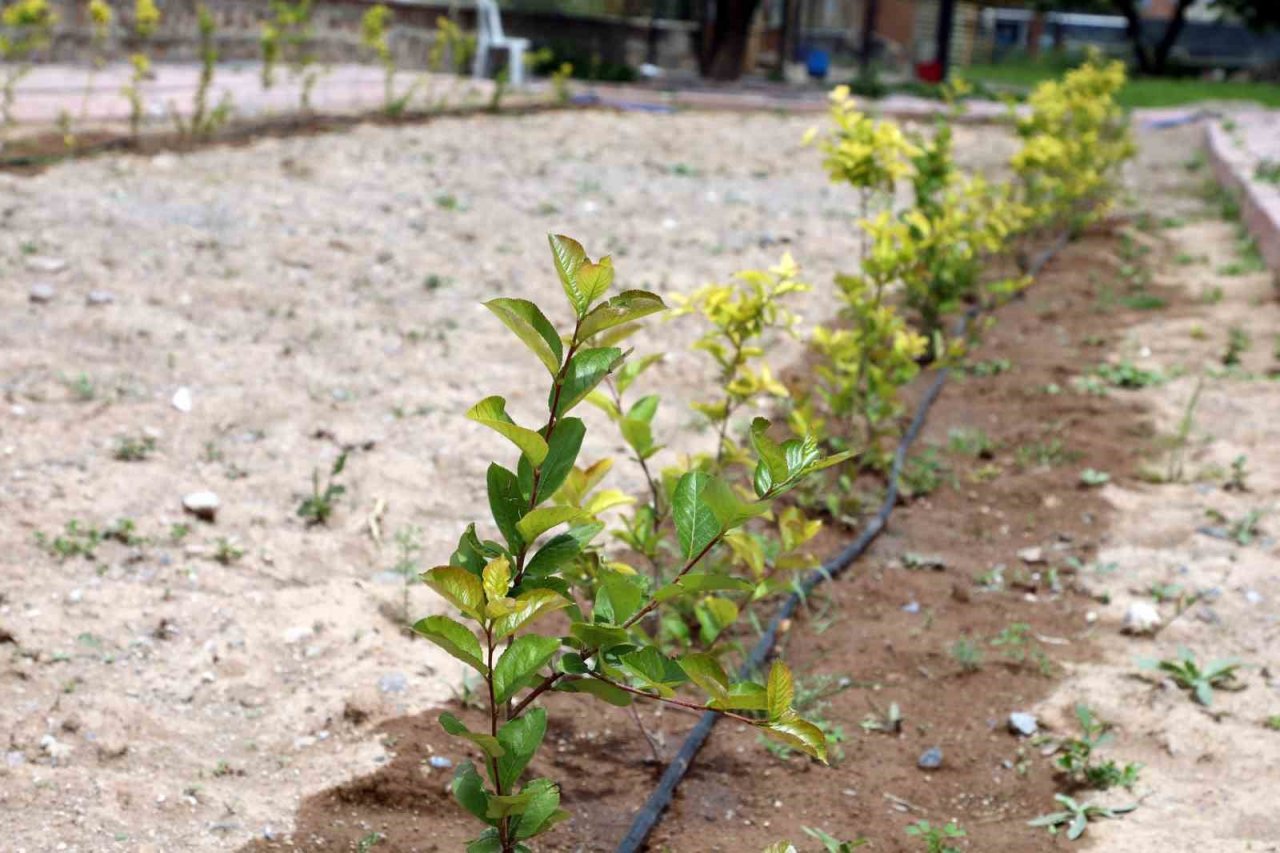 Talas’ta deneme bahçeleriyle yeni ürünlere teşvik
