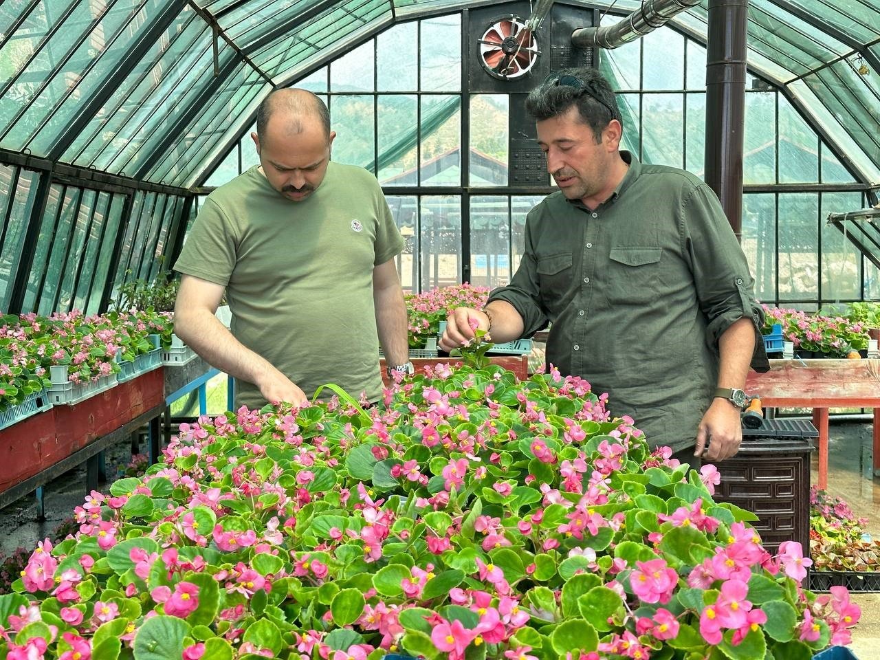 Tosya Belediyesi, ilçede 10 bin kök süs bitkisi dikecek