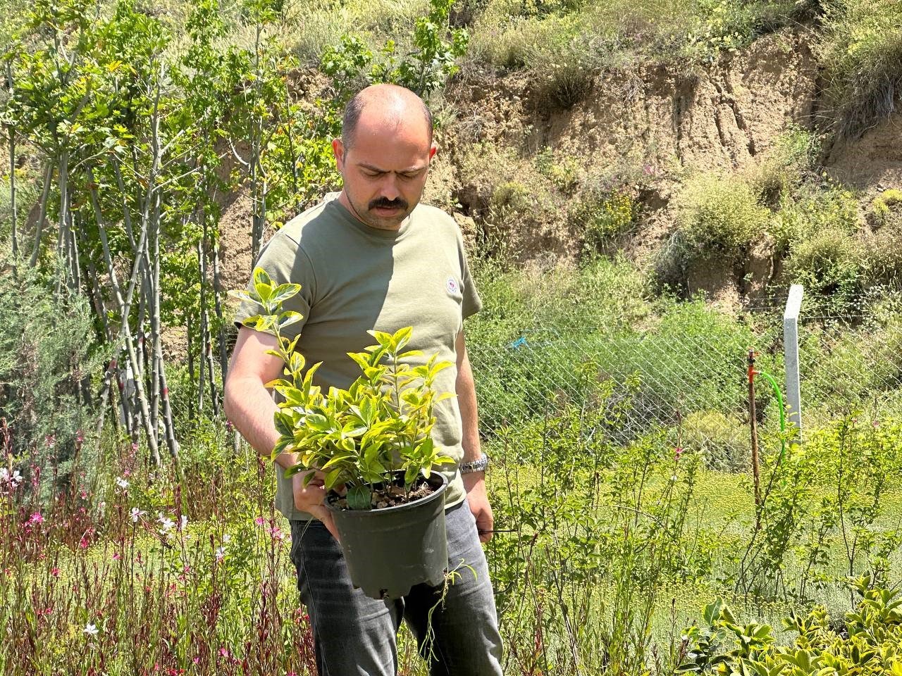 Tosya Belediyesi, ilçede 10 bin kök süs bitkisi dikecek