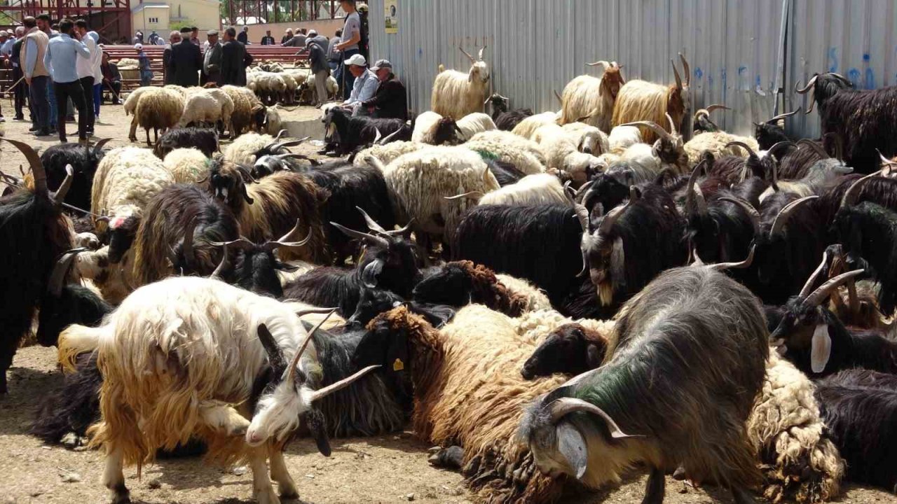 Van’da kurbanlık hayvanlar görücüye çıktı