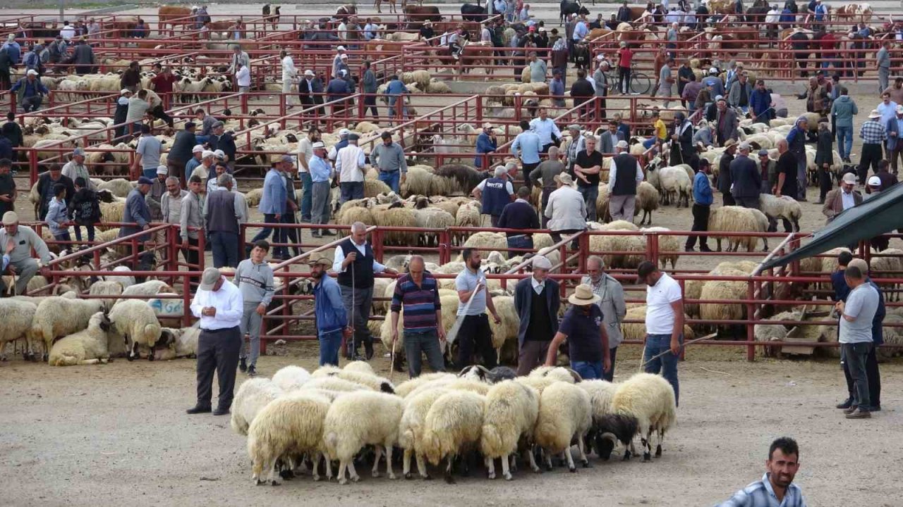 Van’da kurbanlık hayvanlar görücüye çıktı