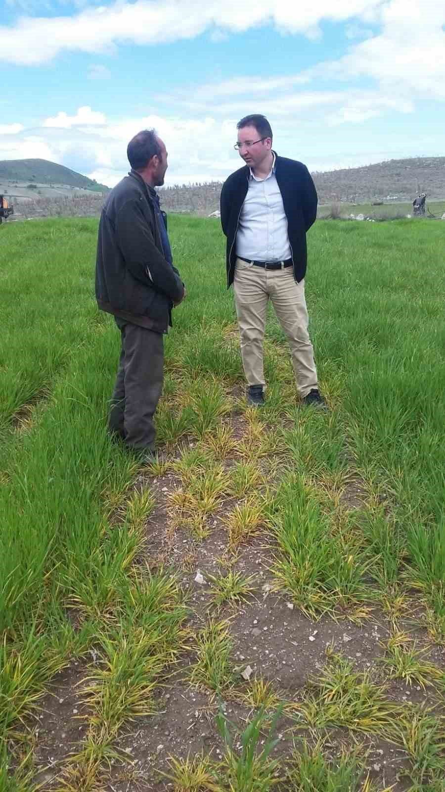 Şuhut’ta aşığı sağanak yağış mantar hastalığına sebep oldu