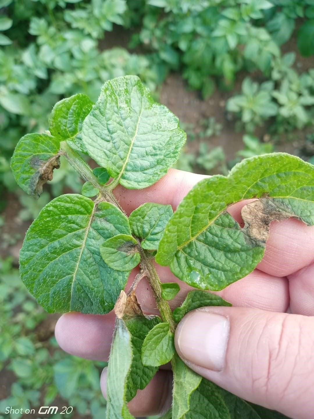 Şuhut’ta aşığı sağanak yağış mantar hastalığına sebep oldu