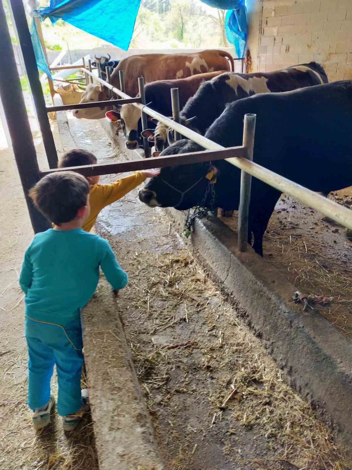 Şap hastalığında Çaycuma İlçe Tarım ve Orman Müdürlüğü’nden destek