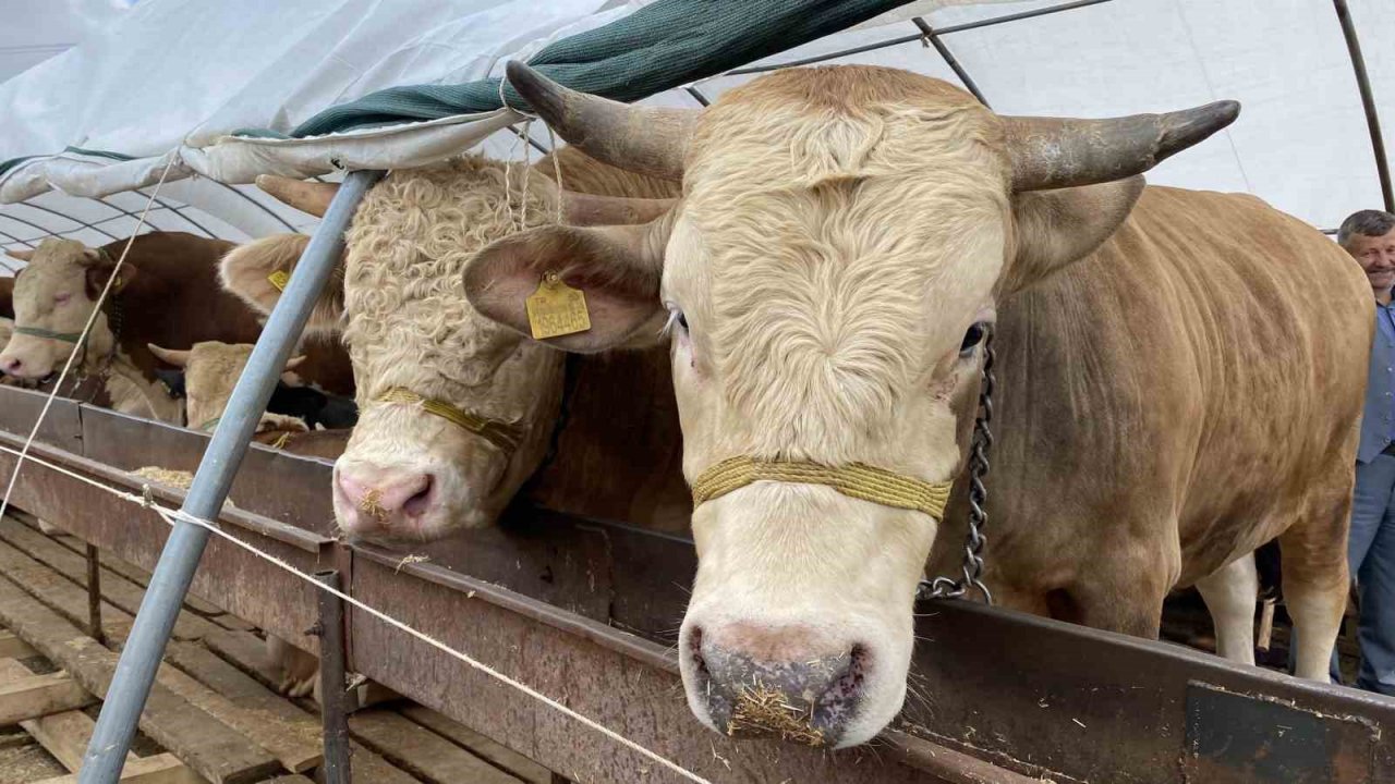 Denizli’ye kurbanda 34 bin hayvan girişi olacak